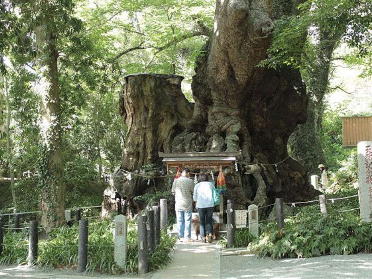 熱海観光名所「来宮神社」の天然記念物「大楠」。お参りの後はランチで手打そば飯山へ！